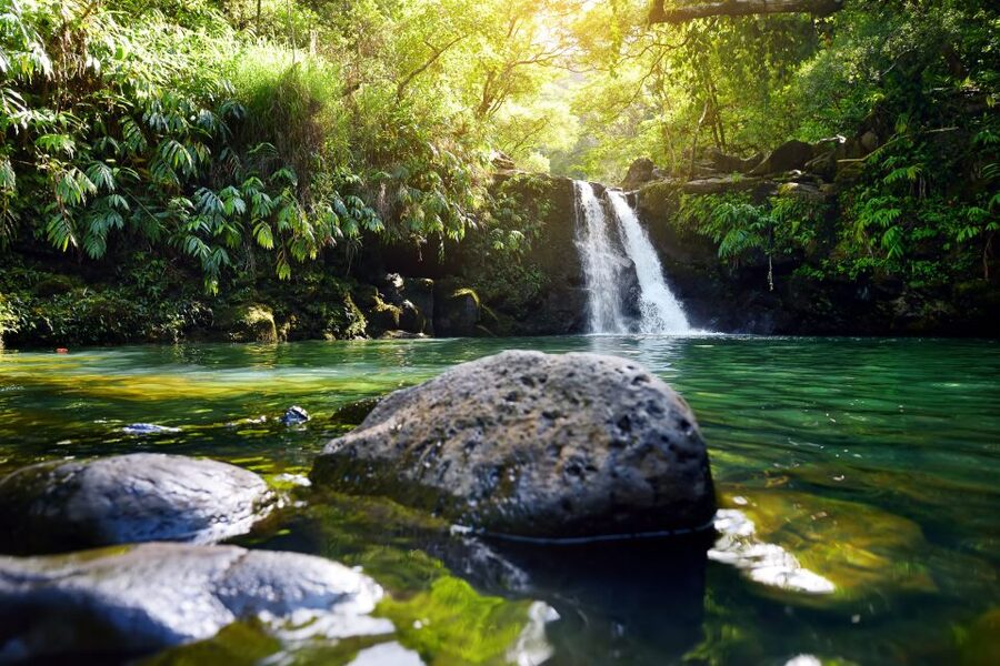 Maui: Guided Rainforest and Waterfall Walk & Swim - Road to Hana Rainforest Walks, With a Clear One-Mile Goal