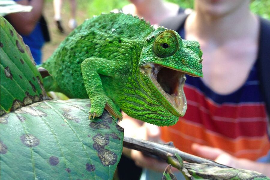 Maui: Guided Rainforest and Waterfall Walk & Swim - From Trail Time to Water Breaks: How the Stops Feel in Real Life
