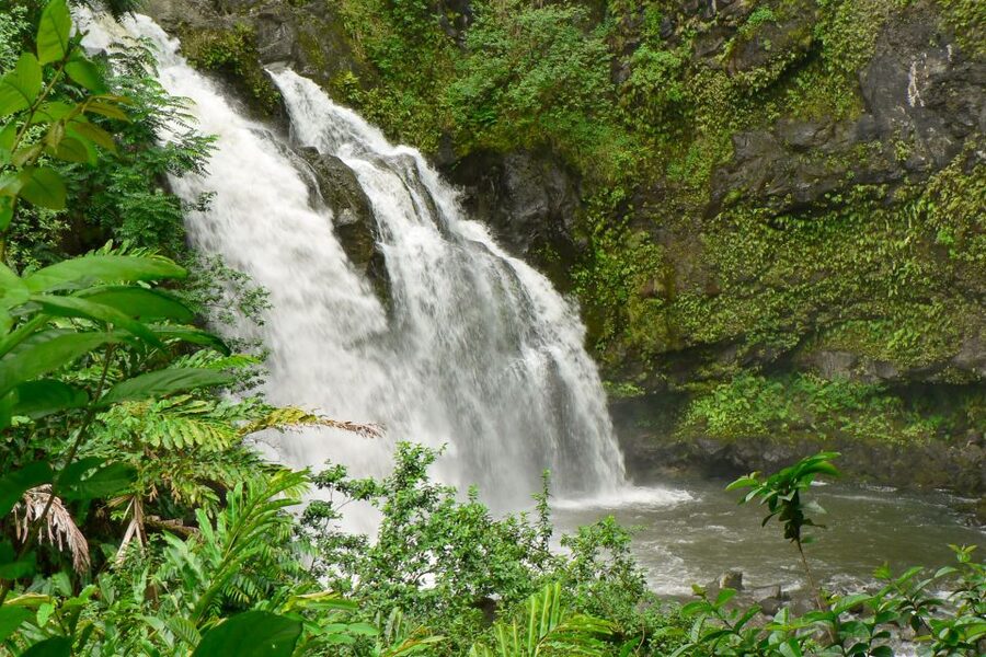 Maui: Guided Rainforest and Waterfall Walk & Swim - Swimming Under Waterfalls, Plus Optional 10-Foot Cannonballs