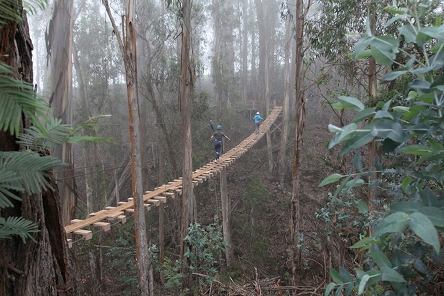 Maui: Haleakala 6-Line Zipline Adventure - Skyline Hawaii Haleakala: Six Lines Over Upcountry Forests