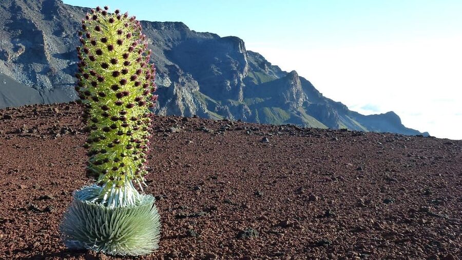 Maui: Haleakala Sunrise Tour with Pick-up - Comfort and logistics on a 9-hour sunrise schedule