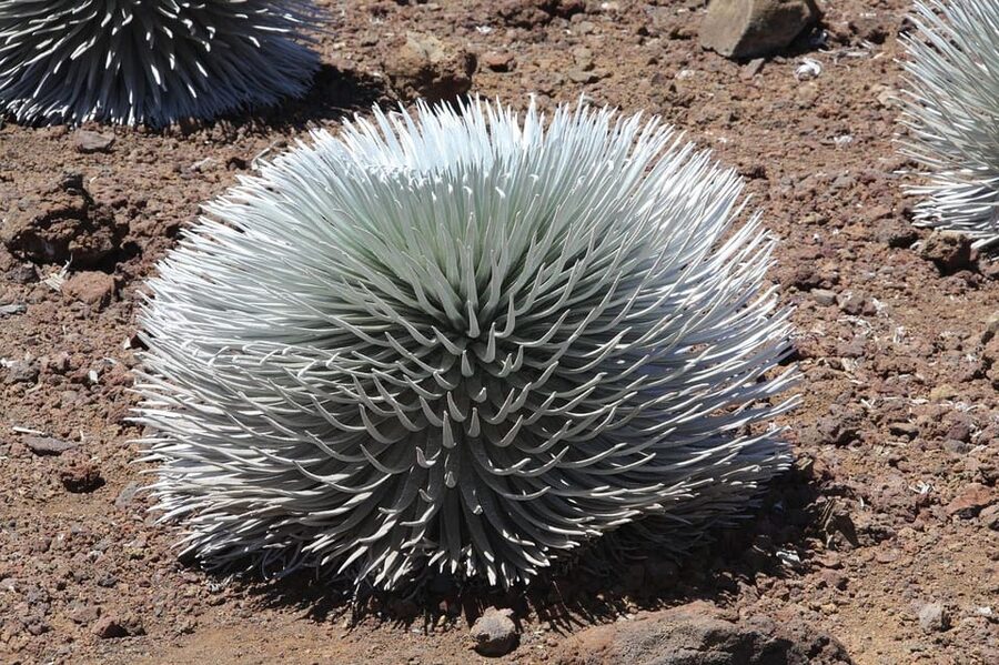 Maui: Haleakala Sunrise Tour with Pick-up - Who should book this Haleakalā sunrise tour?