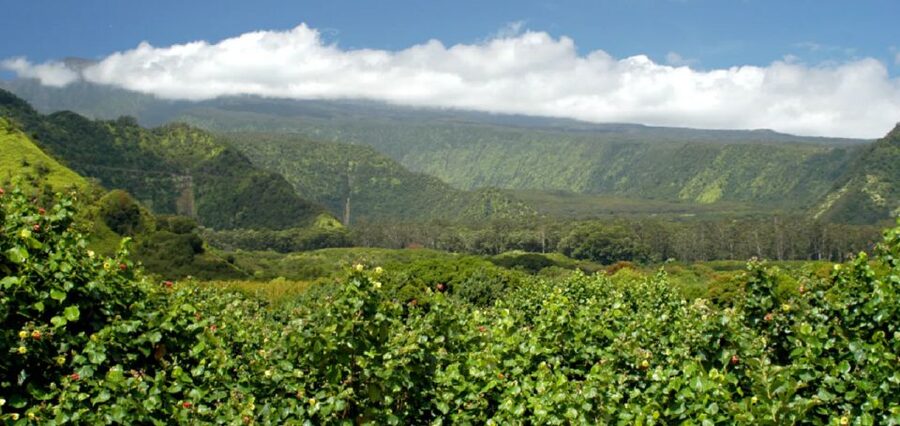 Maui: Hana Hiking Tour with Lunch - Why This Hana Hike Feels Like Real East Maui, Not Just A Road Trip