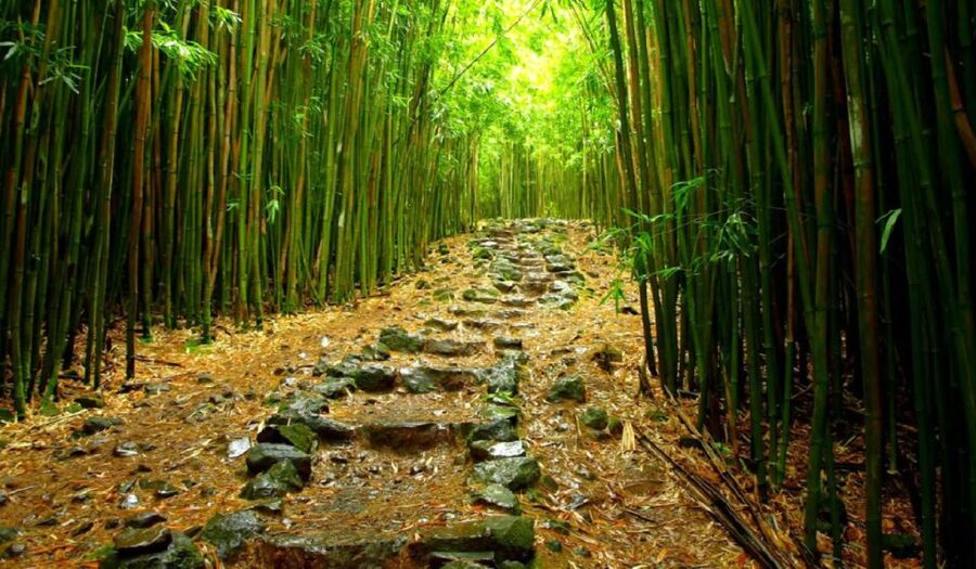 Maui: Hana Hiking Tour with Lunch - Meeting Point, Timing, and What Fills Your 11 Hours