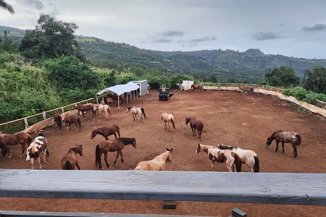 Maui Horseback Adventure at Circle M Ranch With Real Cowboys - Step one of the ride: pastures, canters, and the Waihee Valley payoff
