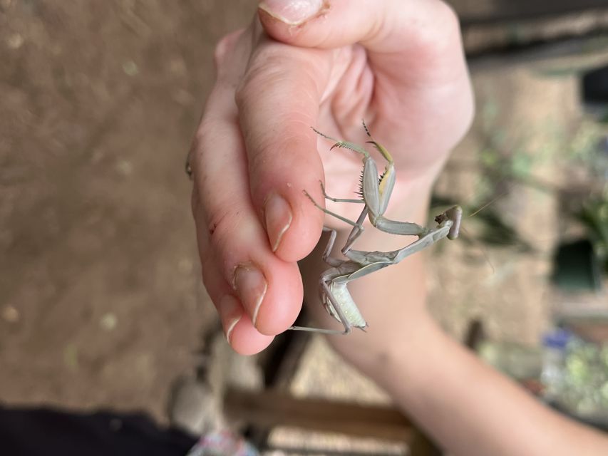 Maui: Interactive Butterfly Farm Entrance Ticket - Quick hits: what makes this ticket worth your time