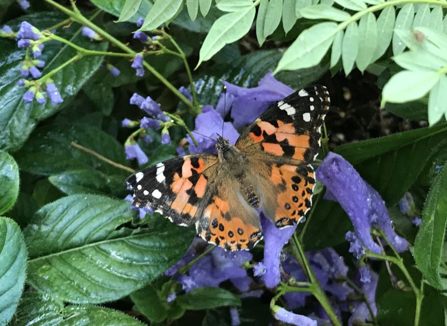 Maui: Interactive Butterfly Farm Entrance Ticket - Who this fits best (and who might want a different activity)