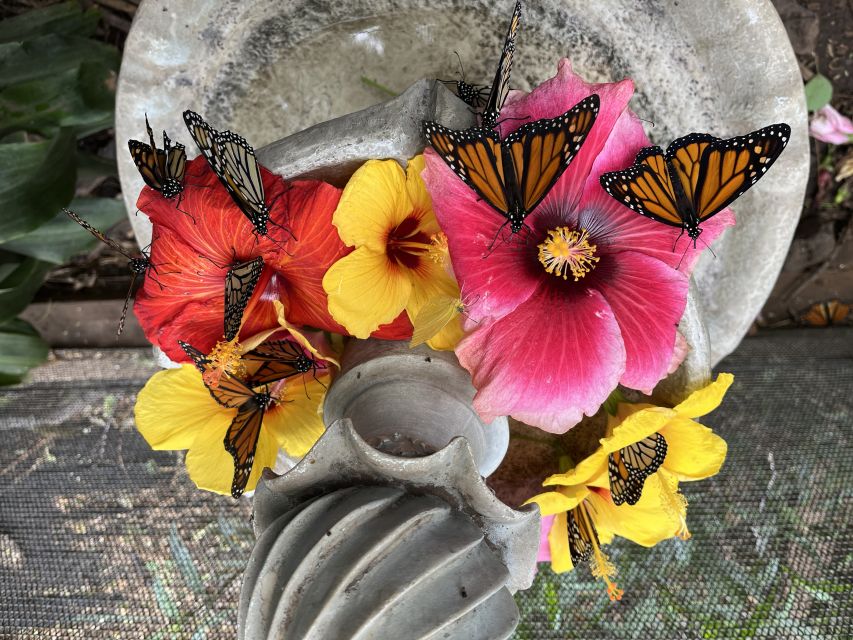 Maui: Interactive Butterfly Farm Entrance Ticket - Why a butterfly farm tour can be more Maui than you expect