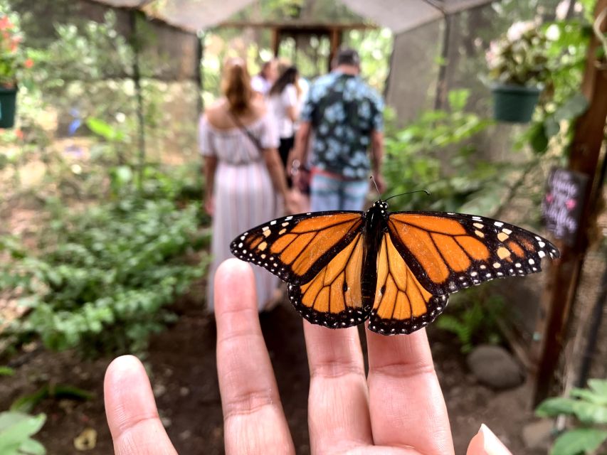 Maui: Interactive Butterfly Farm Entrance Ticket - Walking in: the guided intro that sets expectations