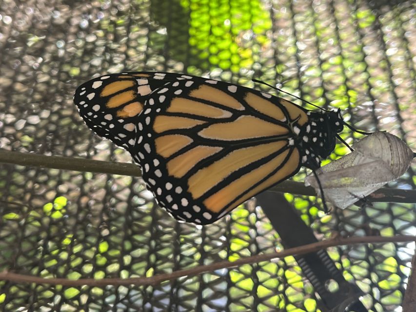 Maui: Interactive Butterfly Farm Entrance Ticket - The butterfly house grounds: plants, fruit, and the habitat vibe