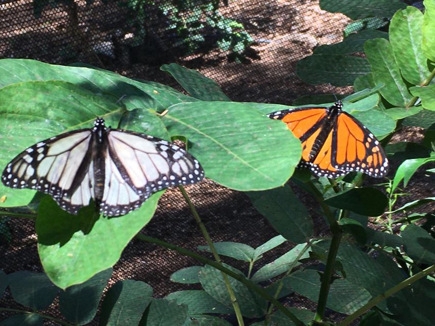 Maui: Interactive Butterfly Farm Entrance Ticket - Life cycle moments you will remember: caterpillars, cocoons, and the stages