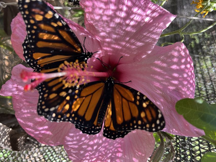 Maui: Interactive Butterfly Farm Entrance Ticket - The hands-on part: butterflies and praying mantises