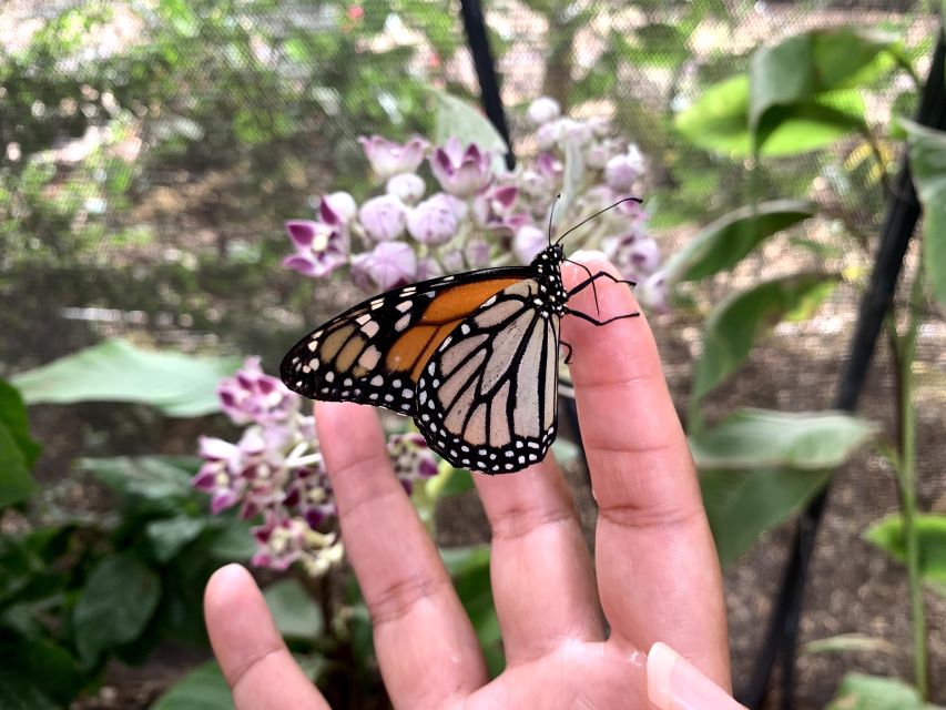 Maui: Interactive Butterfly Farm Entrance Ticket - Monarch butterfly education and why it matters in Hawaii