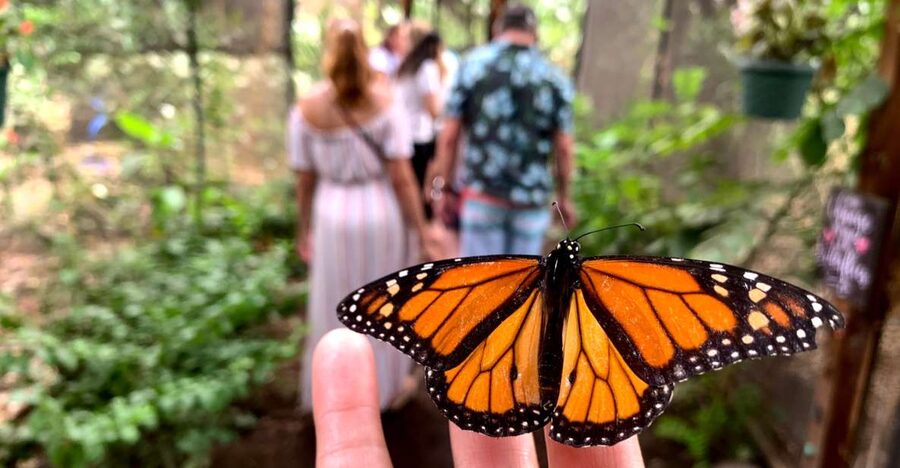 Maui: Interactive Butterfly Farm Entrance Ticket - Ticket basics: what you actually get in 45 minutes