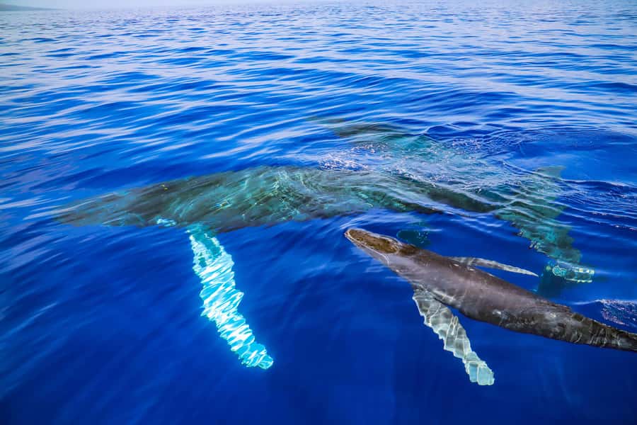Maui: Ka'anapali Discount Whale Watch - Beach Loading Vessel - Key things I’d highlight before you go
