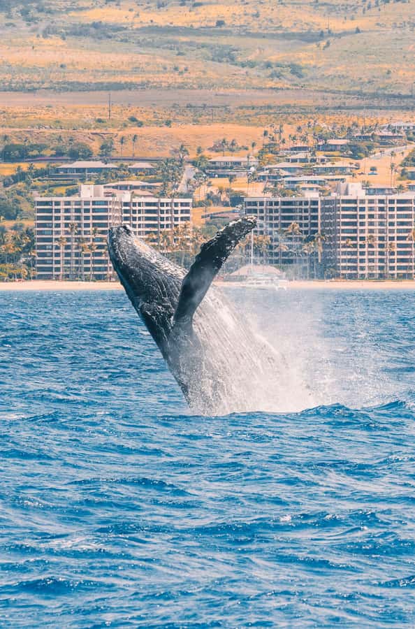 Maui: Ka'anapali Discount Whale Watch - Beach Loading Vessel - Price and value: what $91 gets you, and what it does not