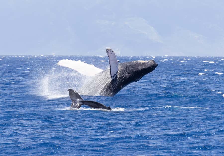 Maui: Ka'anapali Whale Watching Cruise on Luxury Sailboat - Key things to know before you go