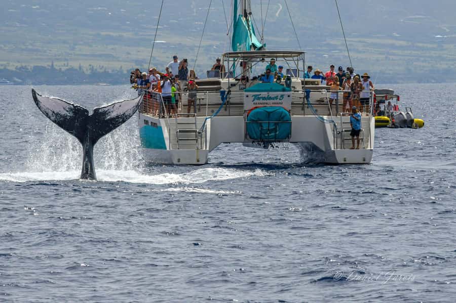 Maui: Ka'anapali Whale Watching Cruise on Luxury Sailboat - From Aqualani Beach Kiosk to the Water, Boarding Without the Harbor Hassle