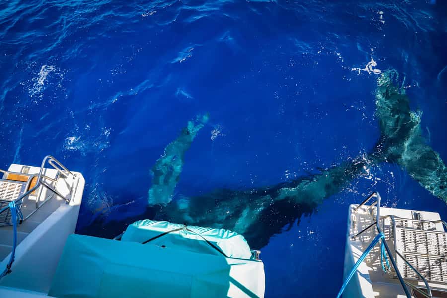 Maui: Ka'anapali Whale Watching Cruise on Luxury Sailboat - A Luxury Catamaran That Feels Big Enough for Everyone