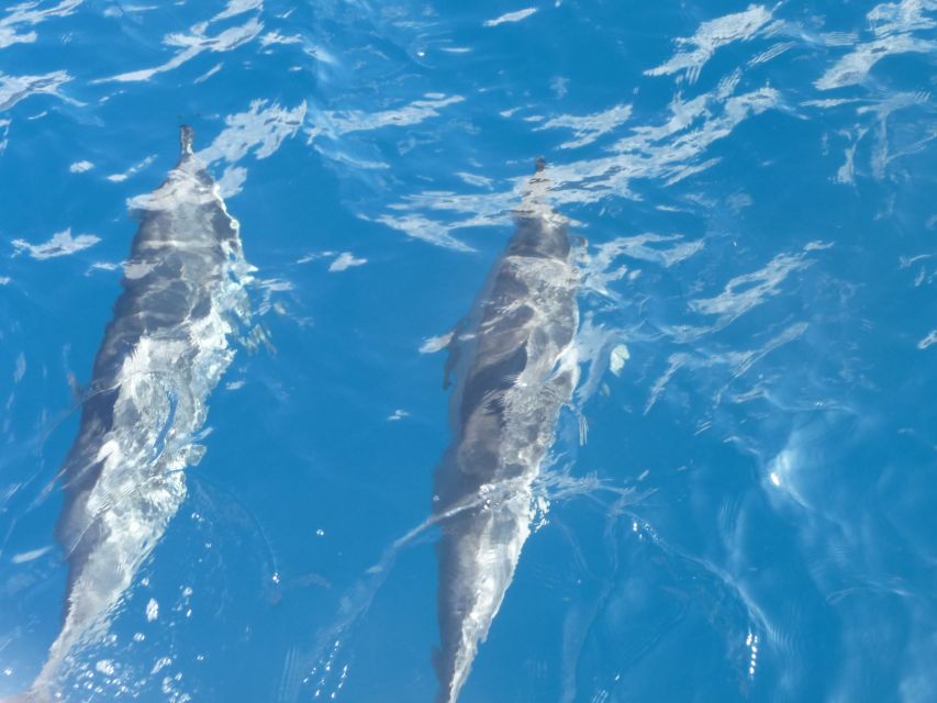 Maui: Kaanapali Beach 4-hour Snorkel w/ BBQ Lunch & Open Bar - Breakfast at Sea Level: Maui Oma Coffee and Island-Style Start
