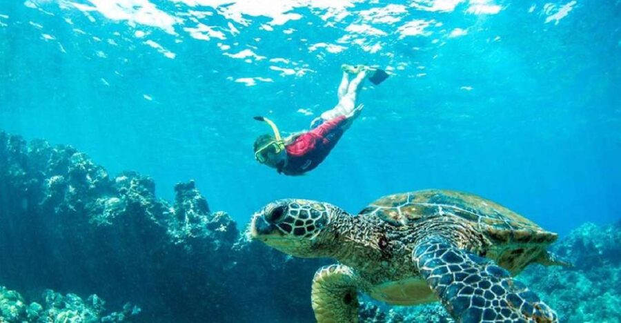 Maui: Kaanapali Beach 5-hr Snorkel w/ BBQ Lunch & Open Bar - Key highlights at a glance
