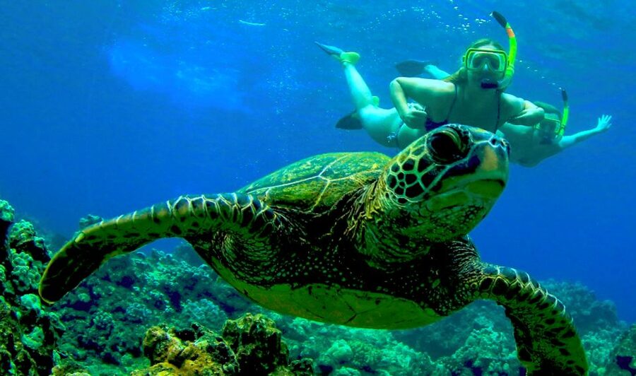 Maui: Kaanapali Beach 5-hr Snorkel w/ BBQ Lunch & Open Bar - From Ka’anapali to the snorkel spots: what this 5-hour day really feels like
