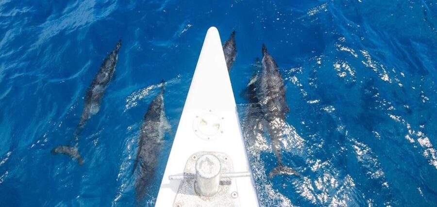 Maui: Kaanapali Beach 5-hr Snorkel w/ BBQ Lunch & Open Bar - The sail back to Ka’anapali: trade winds, more wildlife, and that satisfied feeling