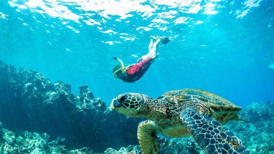 Maui: Kaanapali Beach 5-hr Snorkel w/ BBQ Lunch & Open Bar - Meeting at the Aqualani Beach Activities Kiosk (and how not to stress)