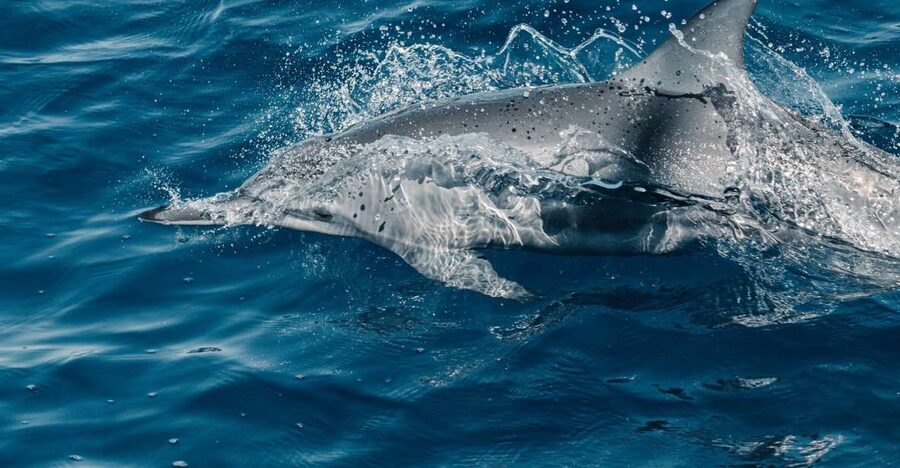 Maui: Kaanapali Dolphin Watching Boat Trip with Lunch - What You Can Expect on the Water: Dolphins, Wildlife, and Panoramas