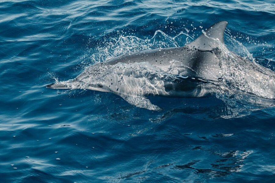 Maui: Kaanapali Dolphin Watching Boat Trip with Lunch - Luxury Catamaran Layout, Seats, and the On-Water Rhythm