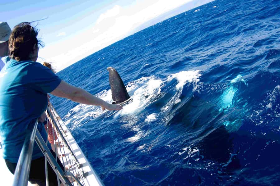 Maui: Kaanapali Whale Watching Boat with Open Bar and Food - Quick hits