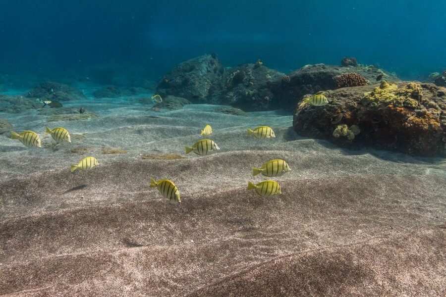 Maui: Lanai Snorkel & Dolphin Watch with Lunch - Key Things I’d Focus On Before You Go