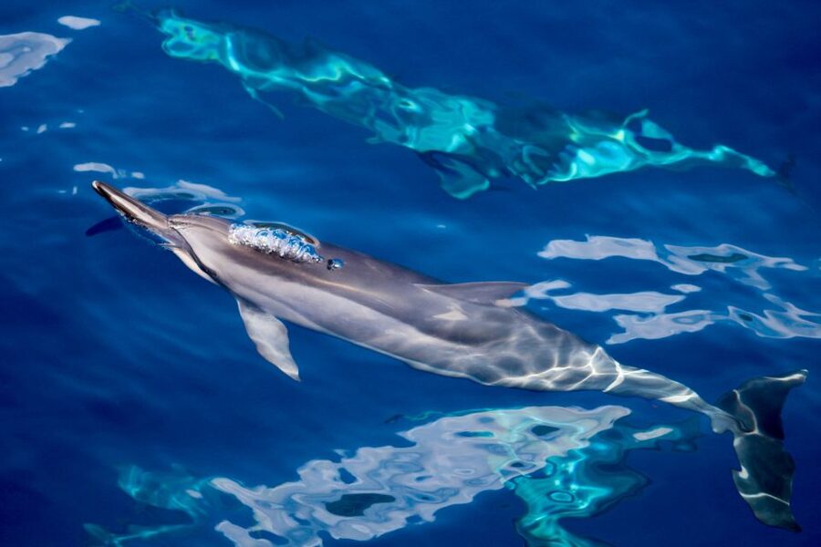 Maui: Lanai Snorkel & Dolphin Watch with Lunch - Breakfast and the Morning Fuel Plan: Simple, Filling, and Easy