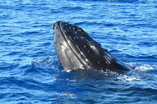 Maui Magic Adventure Snorkel: Molokini Crater and Turtle Stop - Stop 2 at the turtle spot: Hawaiian green sea turtles, plus bonus wildlife