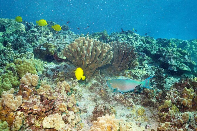 Maui Magic Adventure Snorkel: Molokini Crater and Turtle Stop - Food and drinks at sea: breakfast, BBQ lunch, and the 21+ ID rule