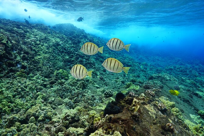 Maui Magic Adventure Snorkel: Molokini Crater and Turtle Stop - Boat size, crew energy, and wildlife viewing behavior