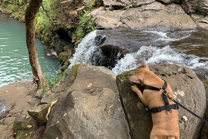 Maui Magical Waterfall and Jungle Tour: Road to Hana - Road to Hana, Without the Full-Day Commitment