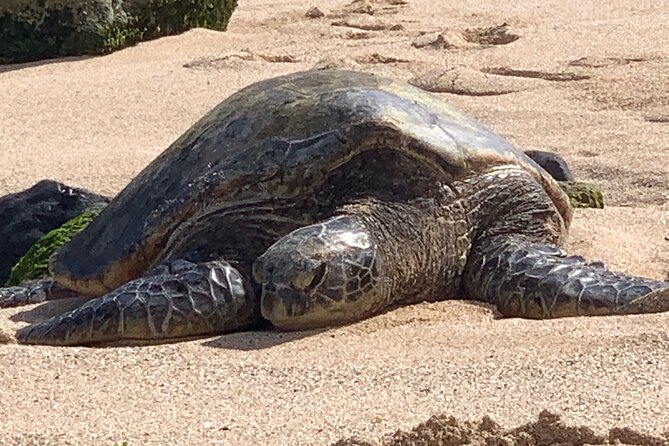 Maui Magical Waterfall and Jungle Tour: Road to Hana - Stop 4: Puaa Kaa State Park and the Waterfall Experience (Including an Adventure Option)
