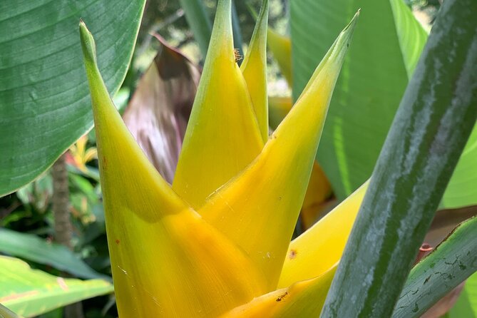 Maui Magical Waterfall and Jungle Tour: Road to Hana - Stop 5: Keanae Arboretum for Rainbow Eucalyptus and Labeled Plants