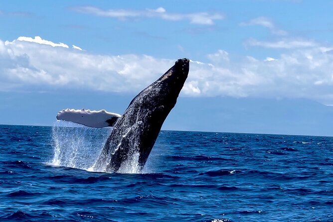 Maui Mid Day Magic Whale Watch - Quick key points