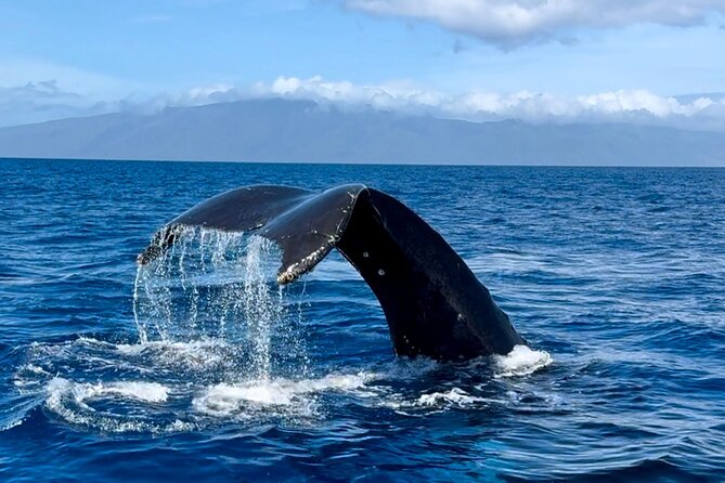 Maui Mid Day Magic Whale Watch - Whale Sightings That Actually Keep You Watching