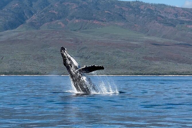 Maui Mid Day Magic Whale Watch - The Crew Makes the Difference, From Shannon and Emma to Lainey
