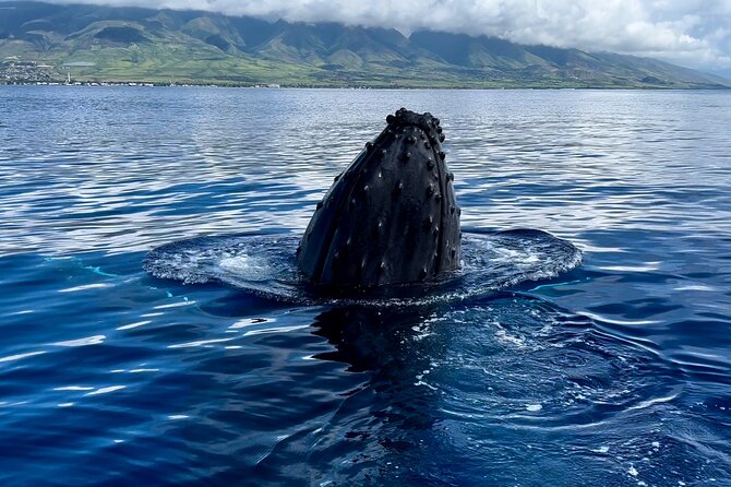 Maui Mid Day Magic Whale Watch - Value Check: Why This Midday Whale Watch Can Be Worth It