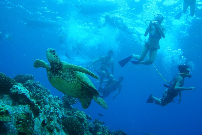 Maui: Molokini and Turtle Town Snorkeling aboard Pride of Maui - The small things that can make or break your day
