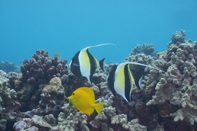 Maui: Molokini and Turtles Luxury Yacht Snorkel - Drinks after snorkeling: open bar, with clear age rules