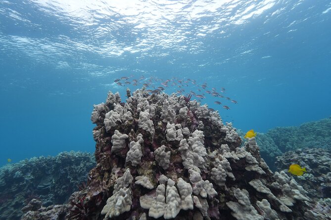 Maui: Molokini and Turtles Luxury Yacht Snorkel - What you need to know before you book (so day-of goes smoothly)