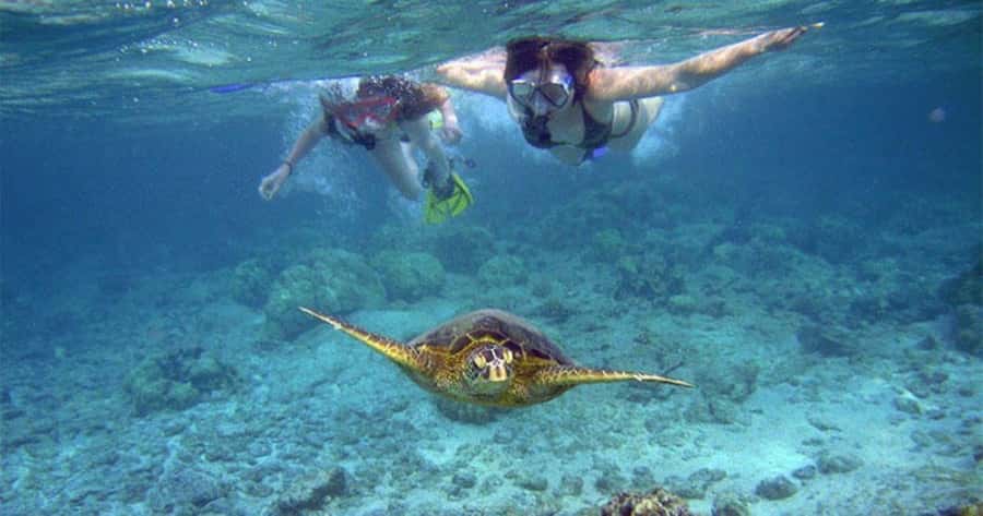 Maui: Molokini Crater and Turtle Town Snorkeling Tour - 3 hr - Snorkeling Molokini Crater: what to expect and what can vary