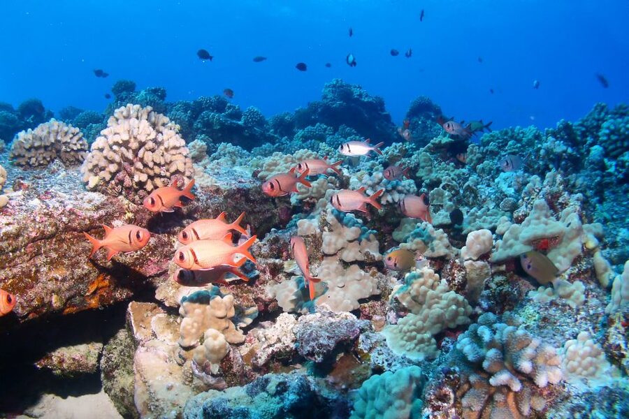 Maui: Molokini Snorkel and Performance Sail with Lunch - Key things you’ll notice on this Molokini snorkel sail
