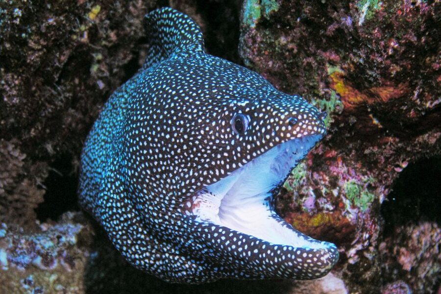 Maui: Molokini Snorkel and Performance Sail with Lunch - Final call: should you book?