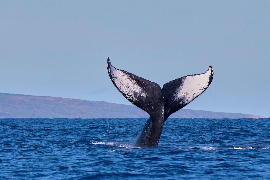 Maui: Molokini Snorkel and Performance Sail with Lunch - What to bring (and what you can skip) for a Maui Molokini day
